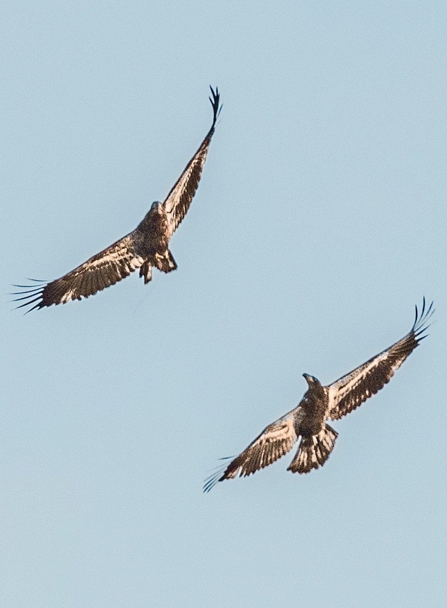 Bald Eagle - ML213053701