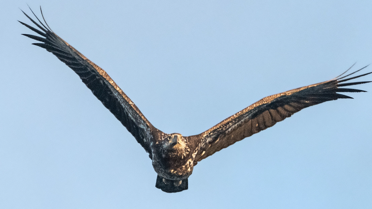 Bald Eagle - ML213053751