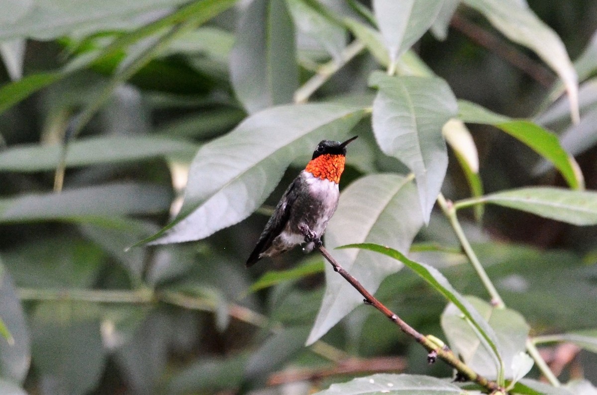 Colibri à gorge rubis - ML213053811