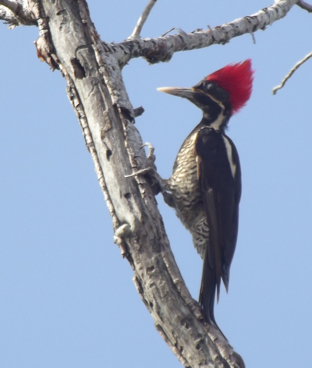 Lineated Woodpecker - ML21305431