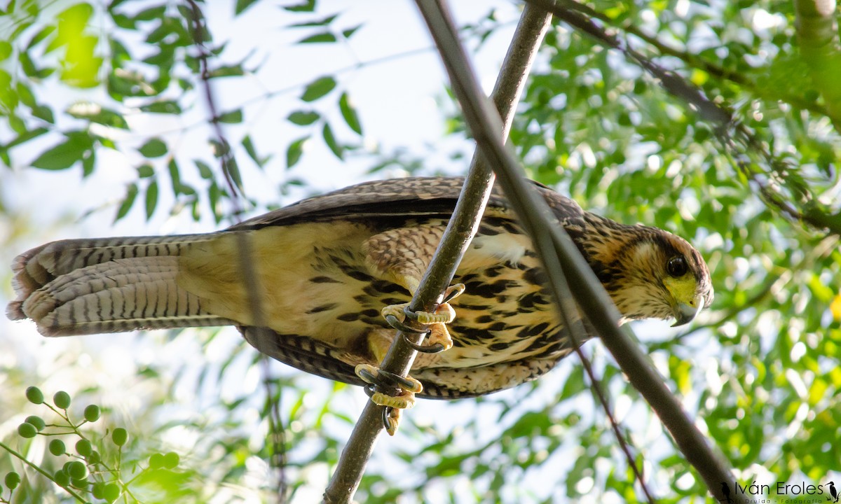 Harris's Hawk - ML213054401