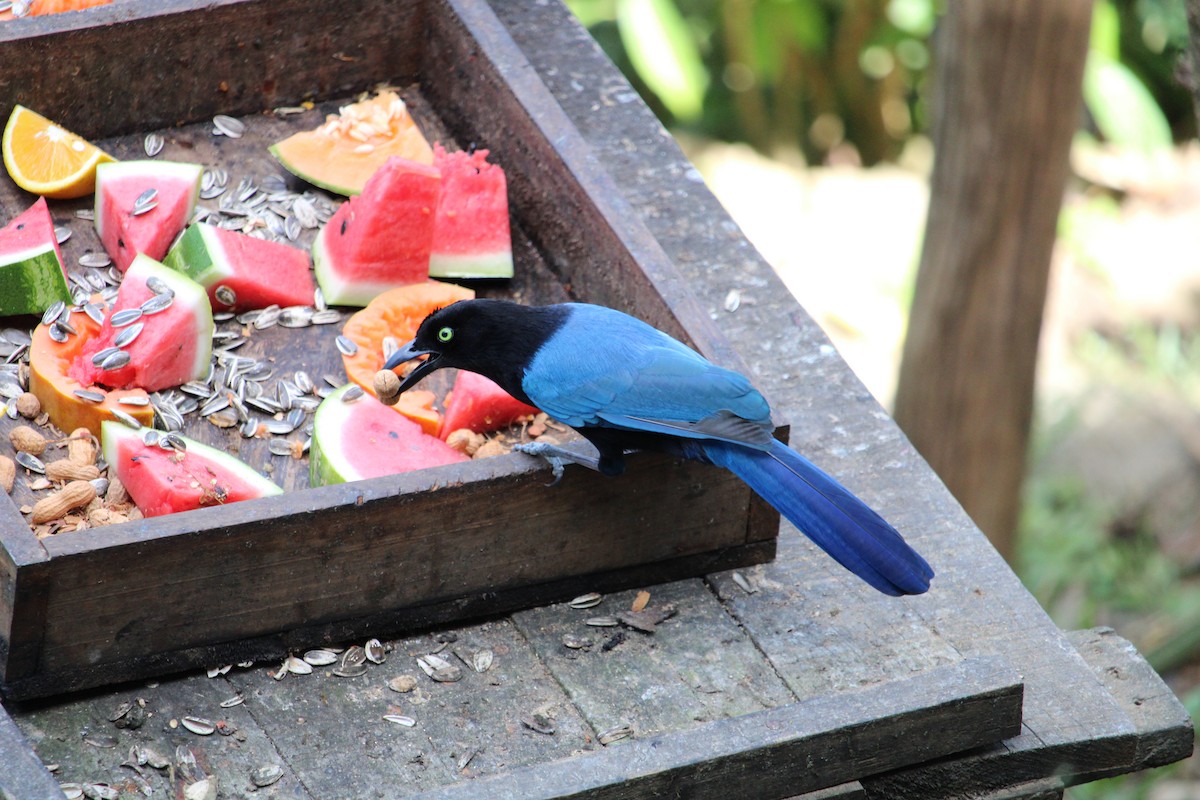 San Blas Jay - ML213054541