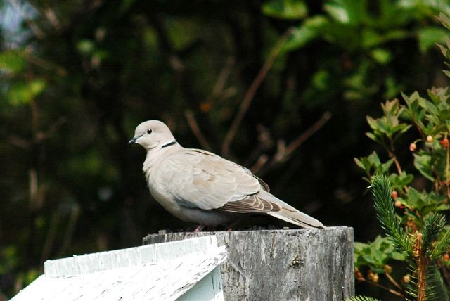 Eurasian Collared-Dove - Kenai NWR