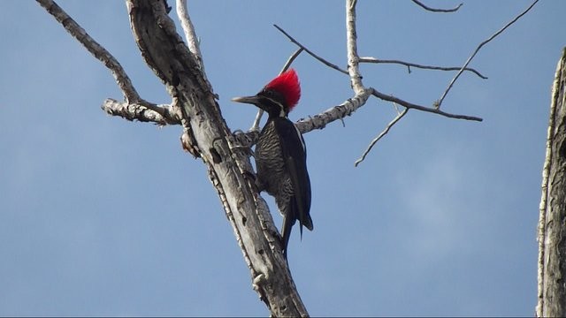 Lineated Woodpecker - ML21305471