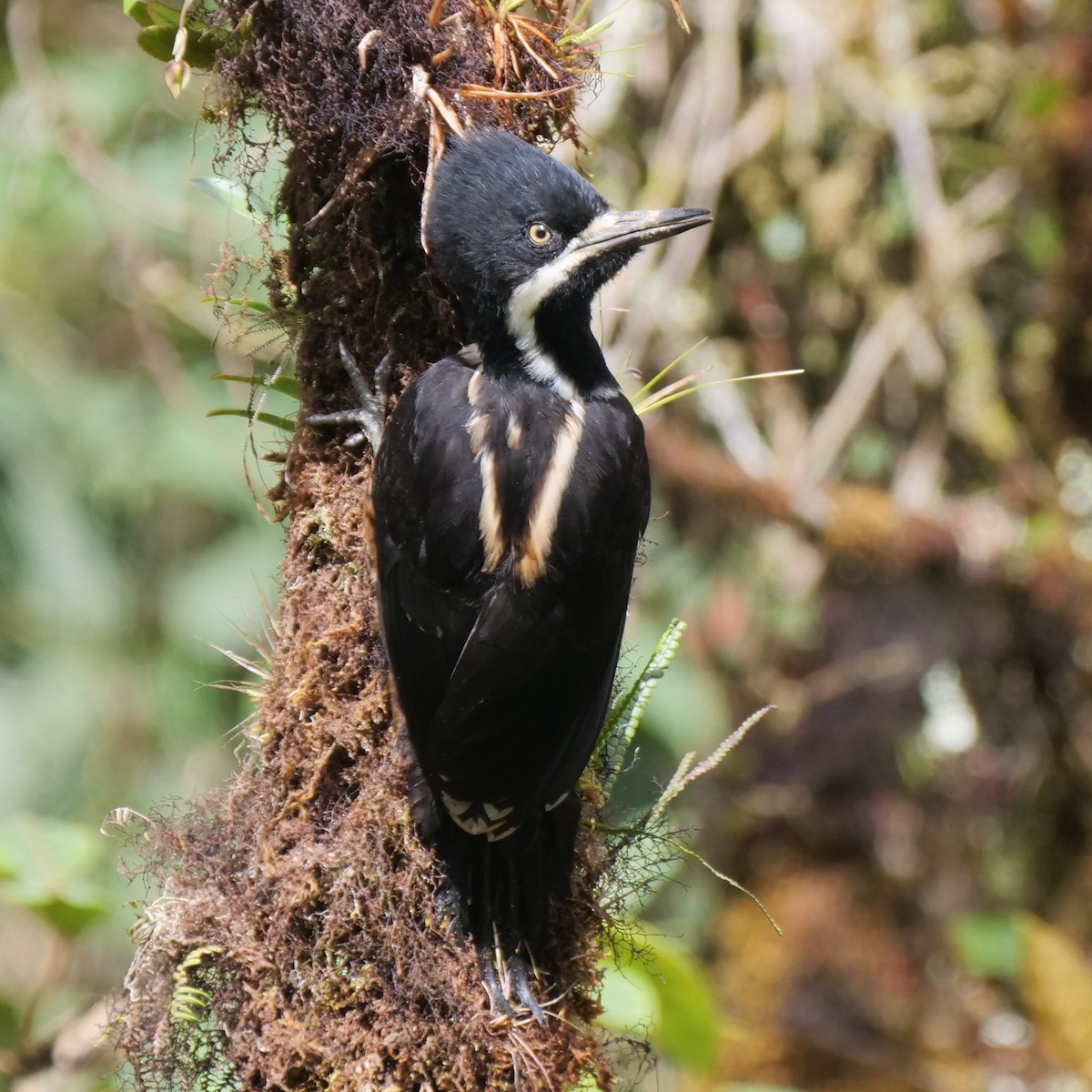 Powerful Woodpecker - ML213054941