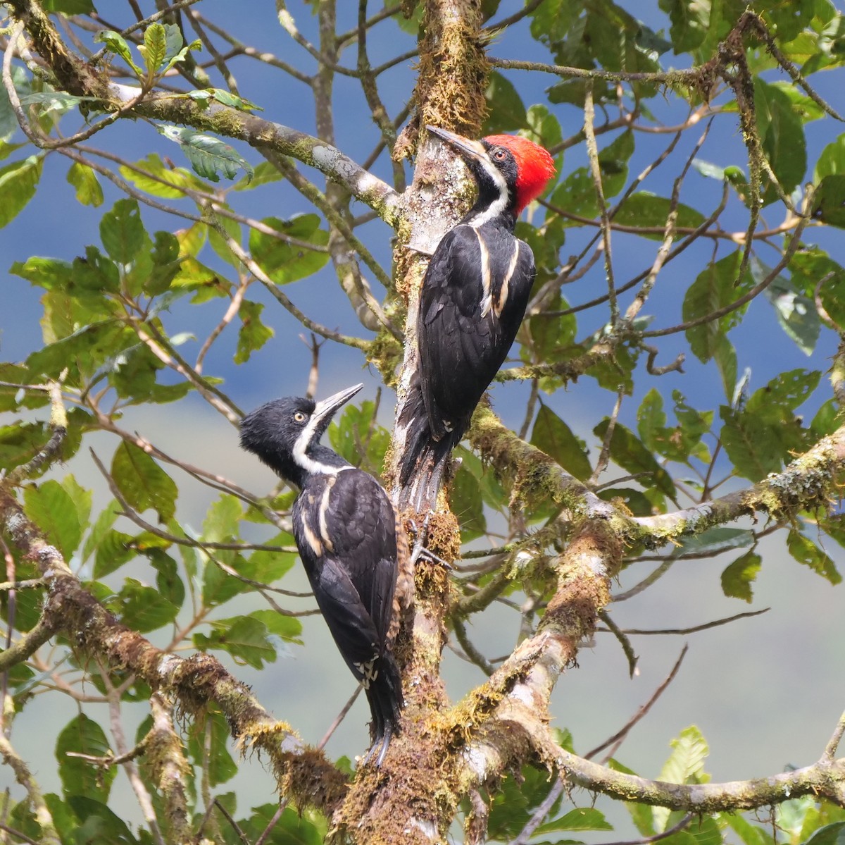 Powerful Woodpecker - ML213055211