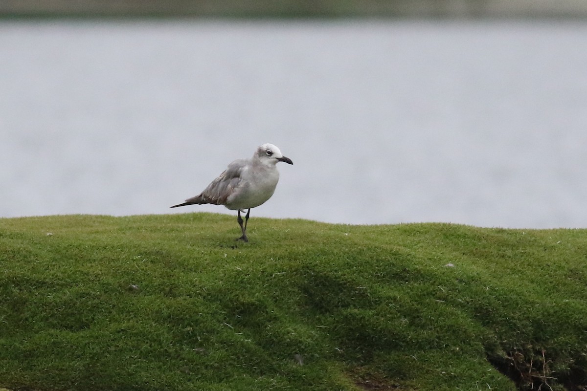 Mouette atricille - ML213055441