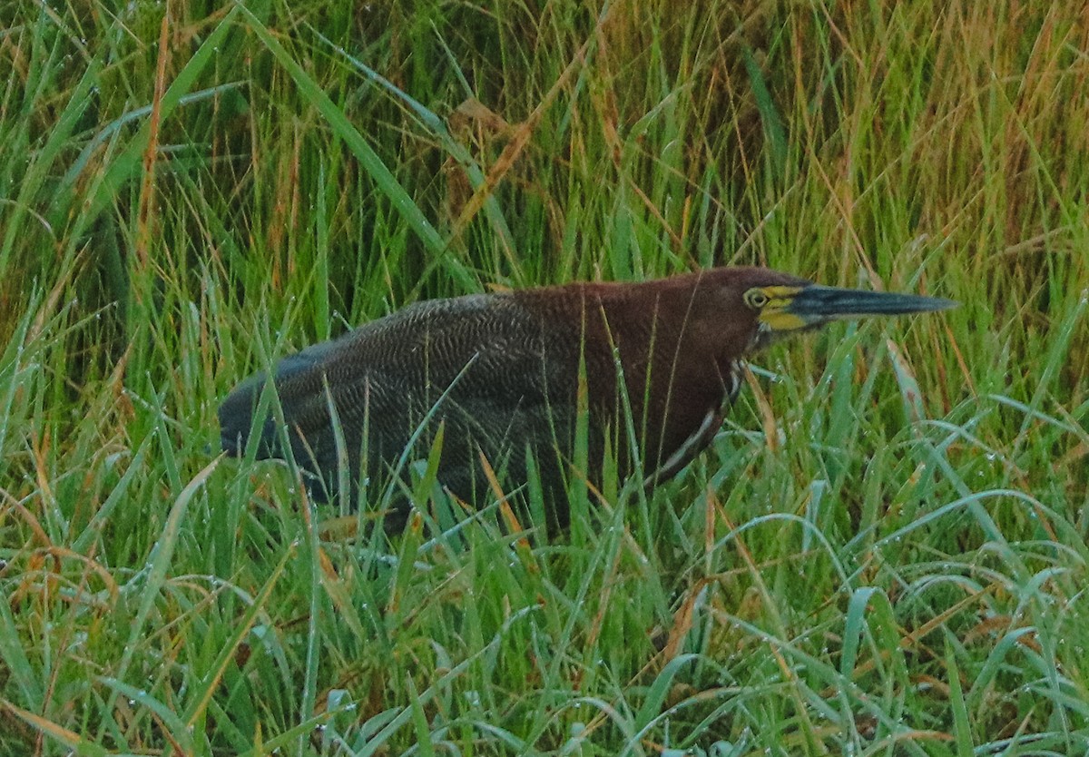 Rufescent Tiger-Heron - ML213058781