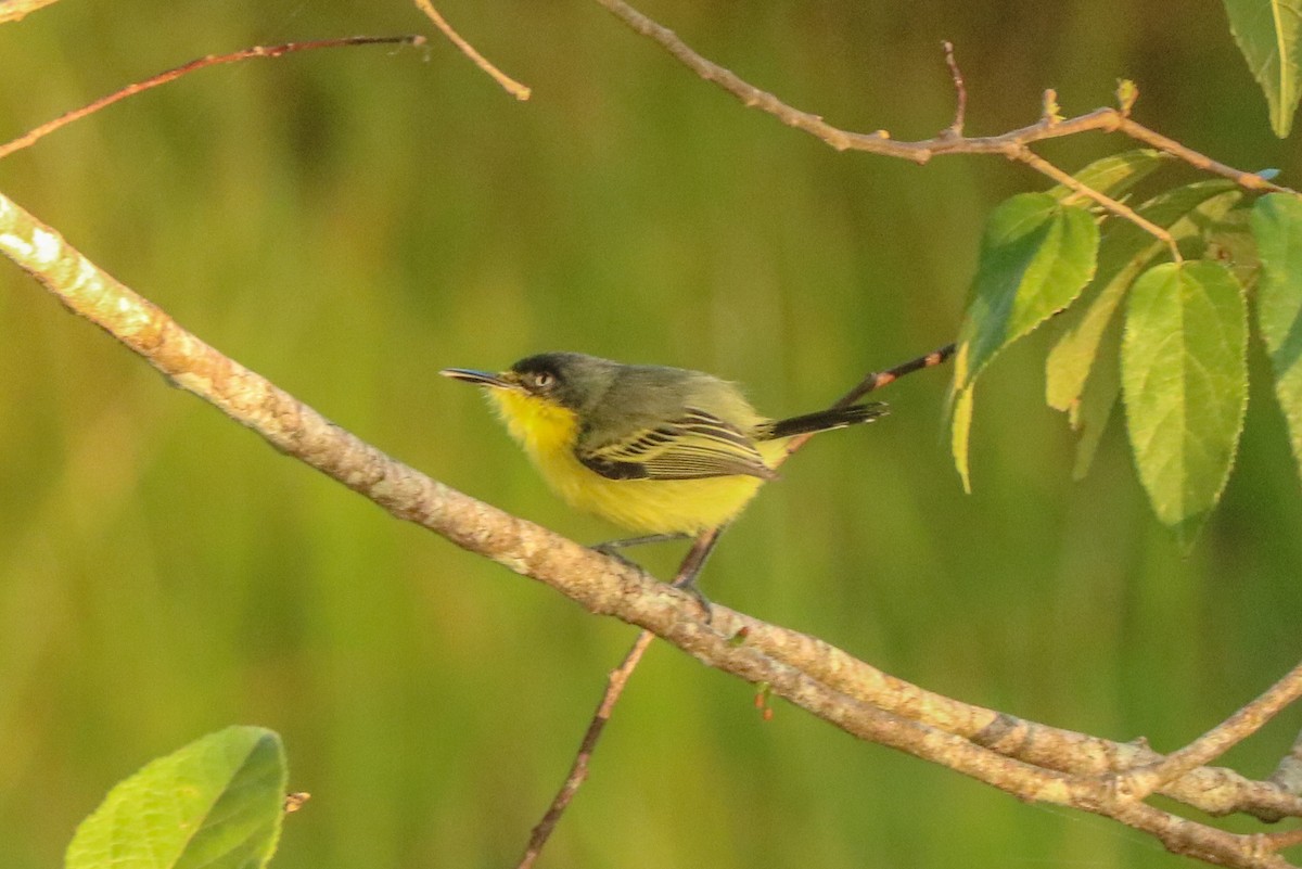 Common Tody-Flycatcher - ML213058811