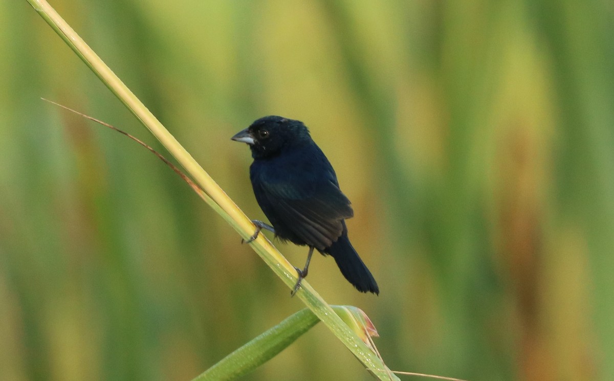 Blue-black Grassquit - ML213058841