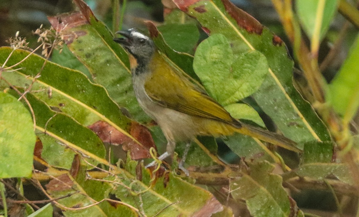 Buff-throated Saltator - ML213058951