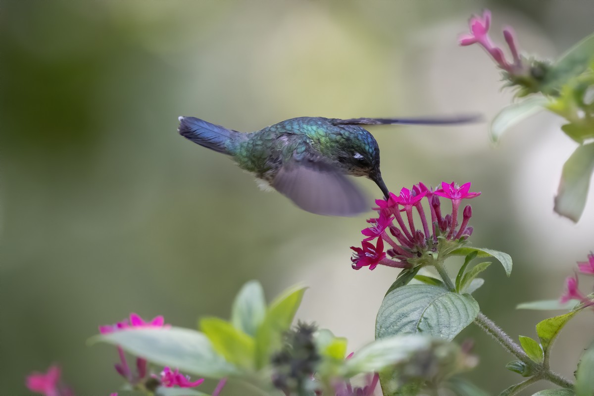 Violet-headed Hummingbird - ML213059151