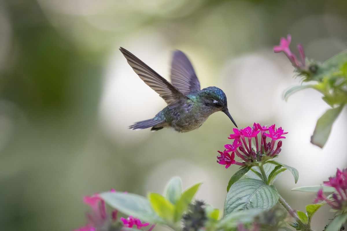 Violet-headed Hummingbird - ML213059161