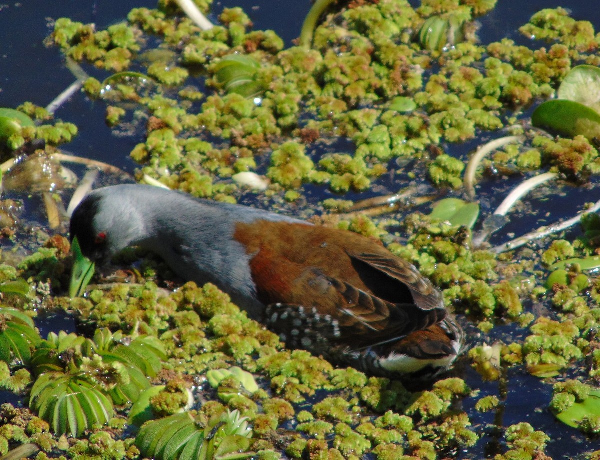 Spot-flanked Gallinule - Graciela Rogado