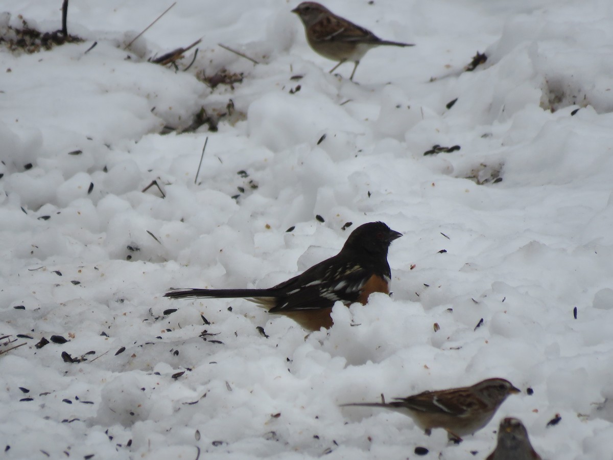 Spotted Towhee - ML213059561