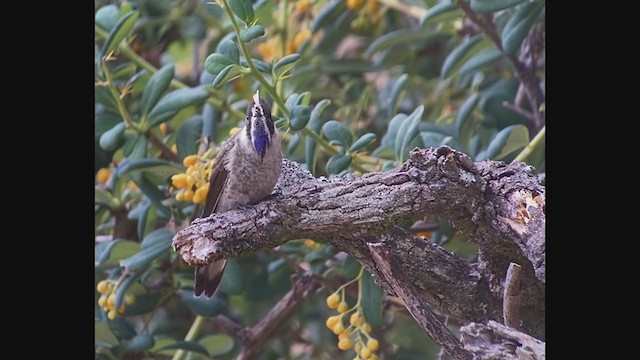 Colibri à barbe bleue - ML213059601