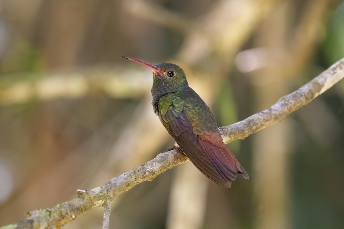 Rufous-tailed Hummingbird - ML213059761