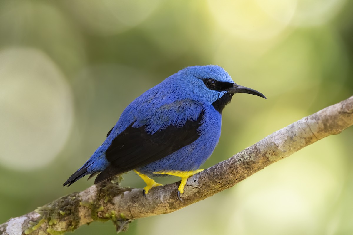 Shining Honeycreeper - Peter Hawrylyshyn