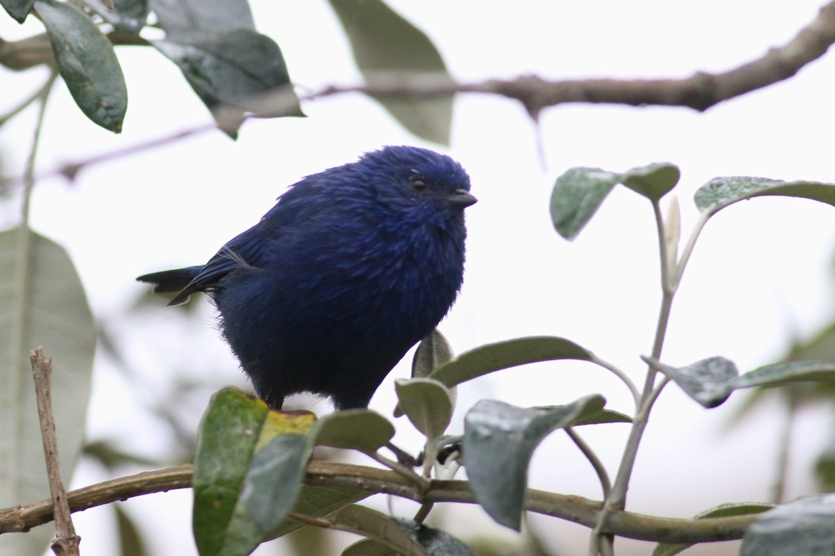 Tit-like Dacnis (petersi/bella) - Anton Liebermann