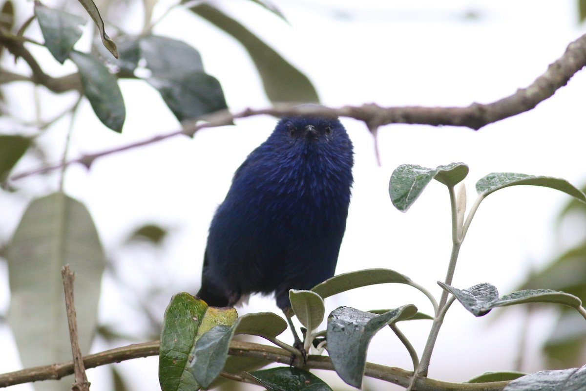 Tit-like Dacnis (petersi/bella) - ML213060541