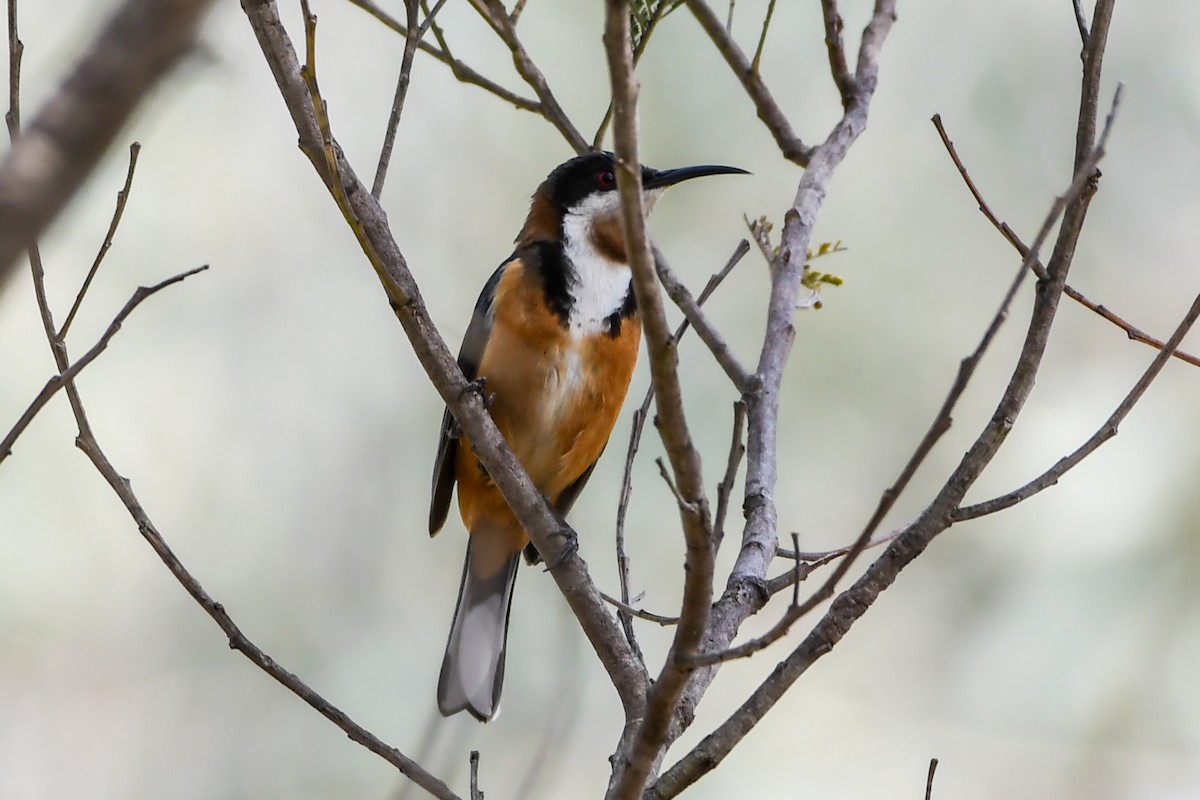 Eastern Spinebill - ML213060851