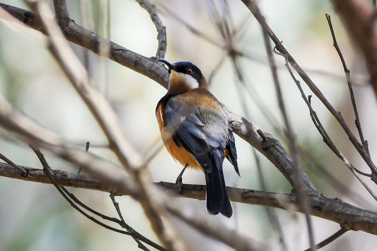 Eastern Spinebill - ML213060901