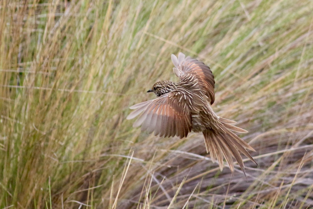 stripekurvfugl - ML213061531