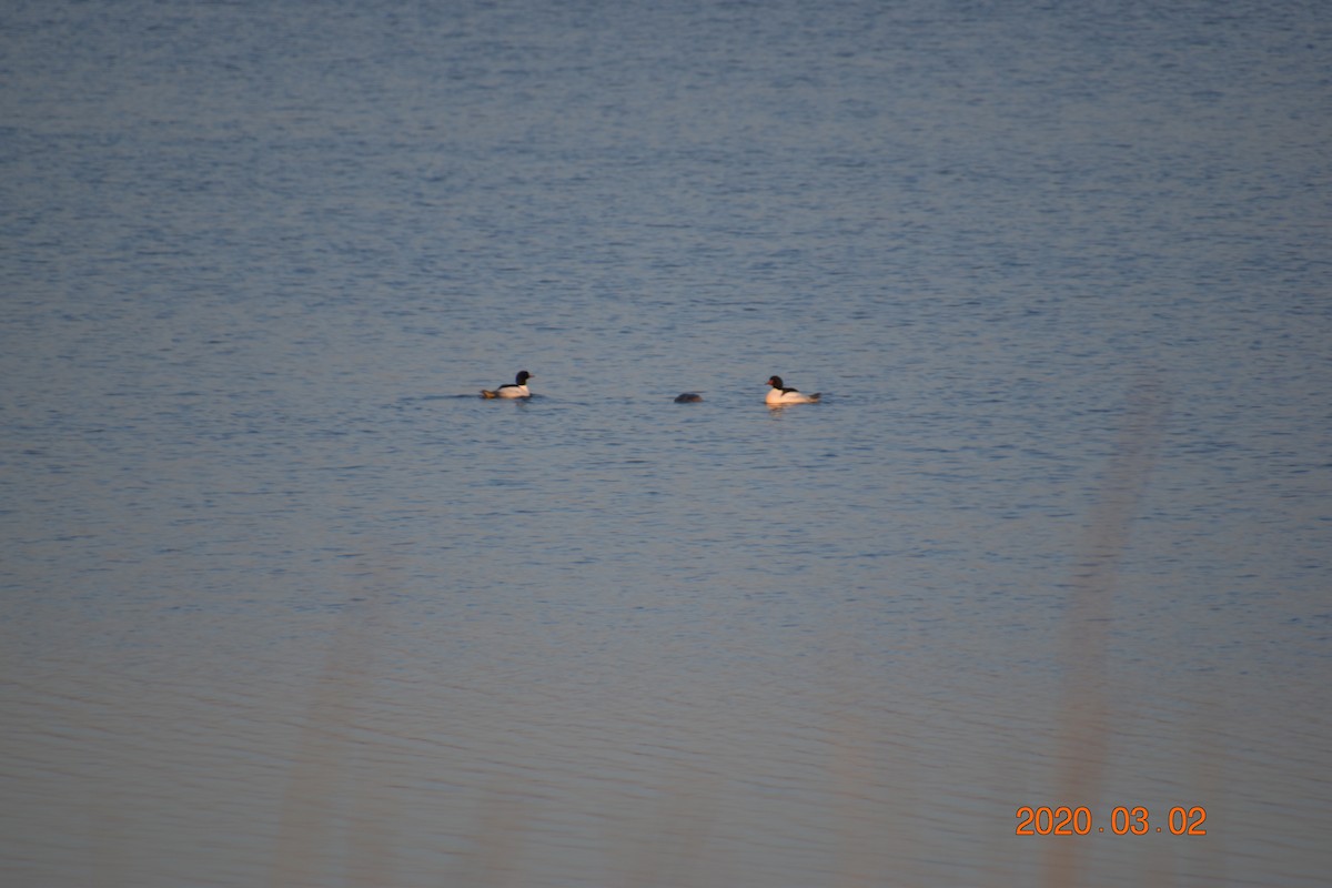 Common Merganser - ML213062111