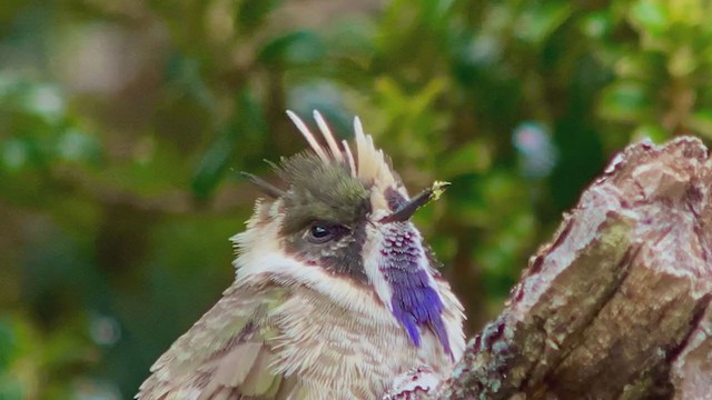 kolibřík bradatý - ML213062211