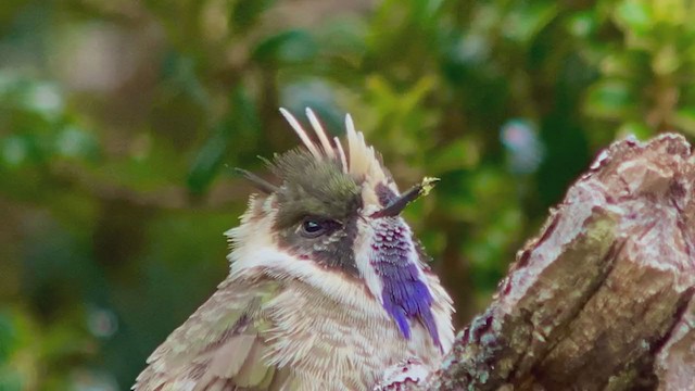 Blue-bearded Helmetcrest - ML213062211