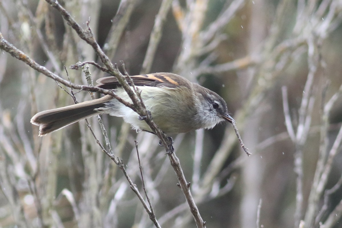 White-throated Tyrannulet - Anton Liebermann