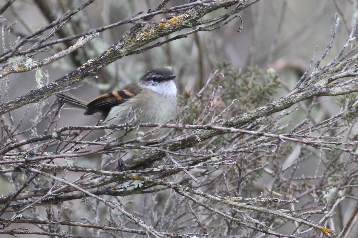 White-throated Tyrannulet - Anton Liebermann