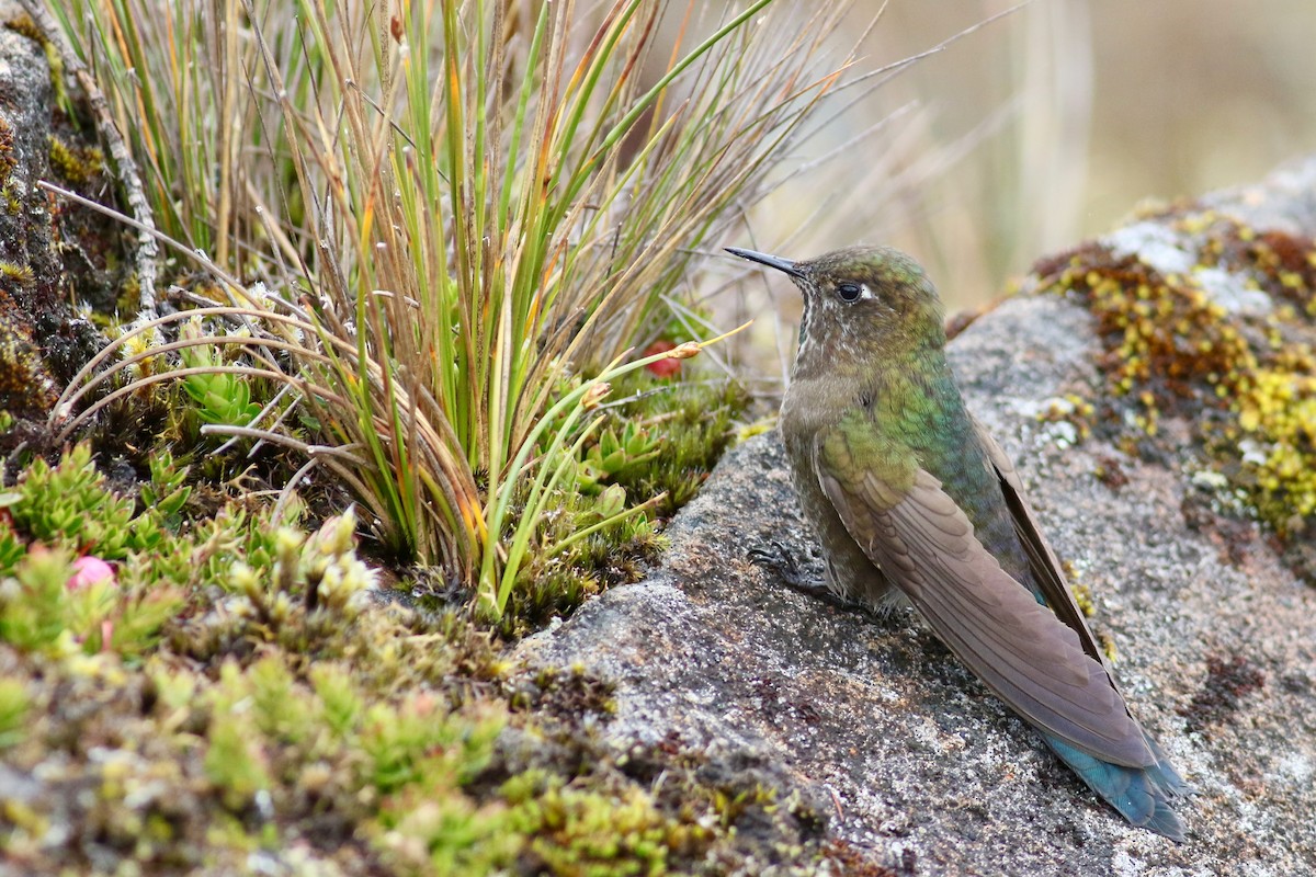 Colibrí de Stanley - ML213062771