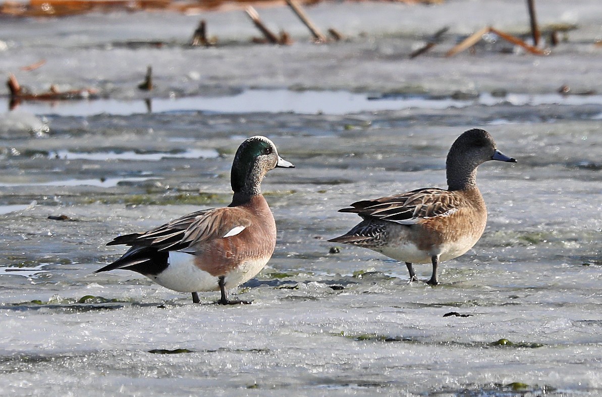 American Wigeon - Kevin Noble