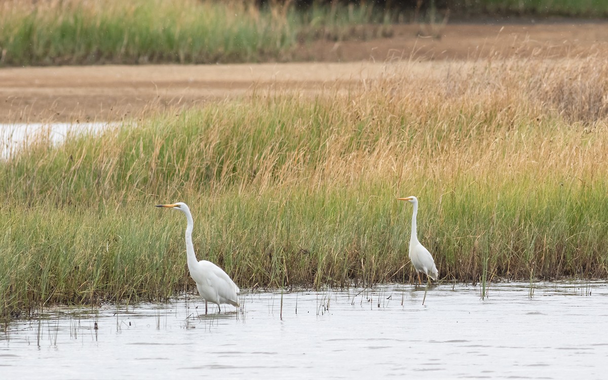 Plumed Egret - ML213063401