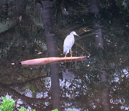 White-faced Heron - ML213063671