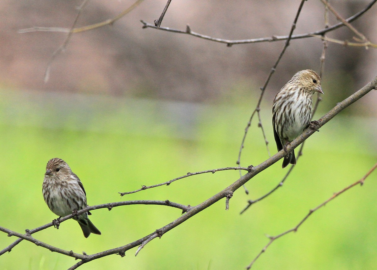 Pine Siskin - ML213066111