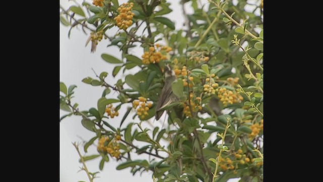 Blue-bearded Helmetcrest - ML213066371