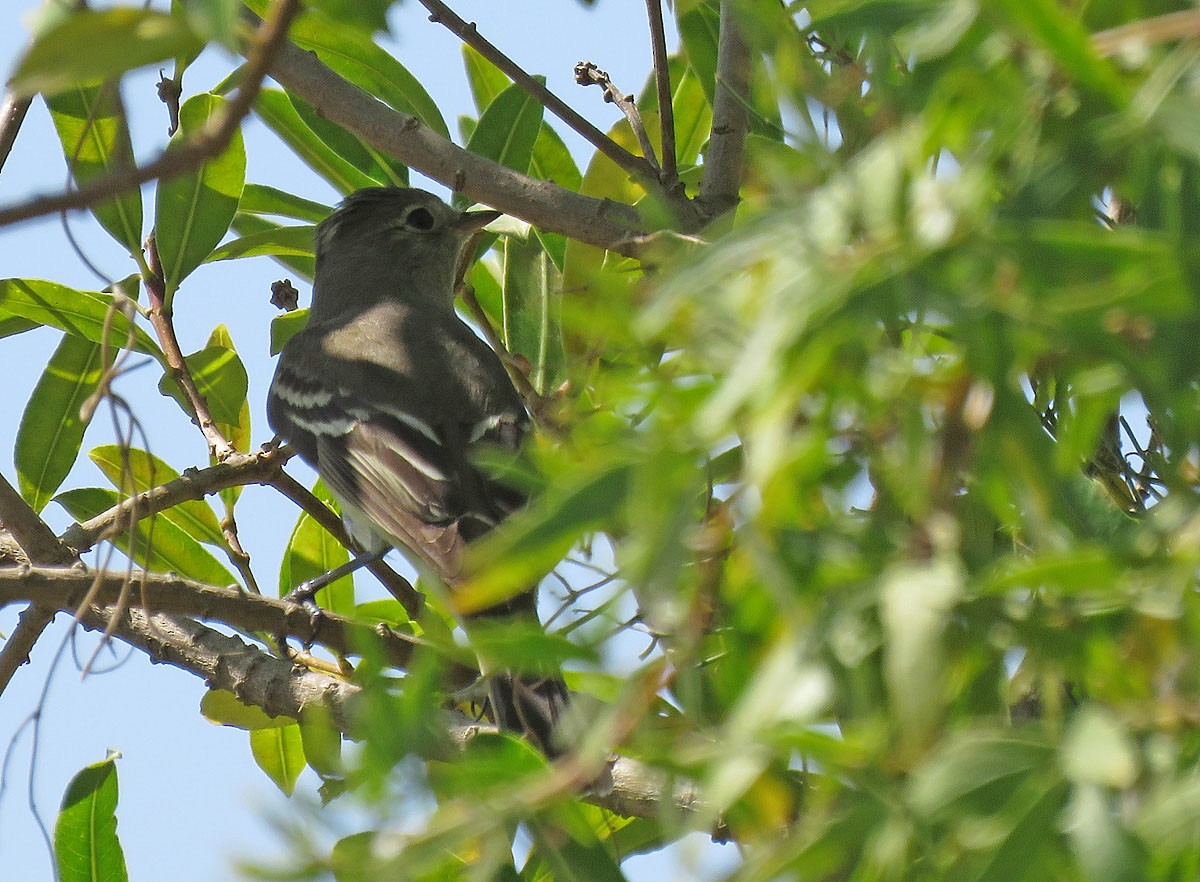 White-crested Elaenia - ML213067041