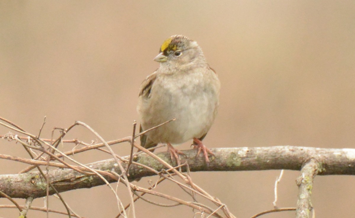 Golden-crowned Sparrow - ML213069071