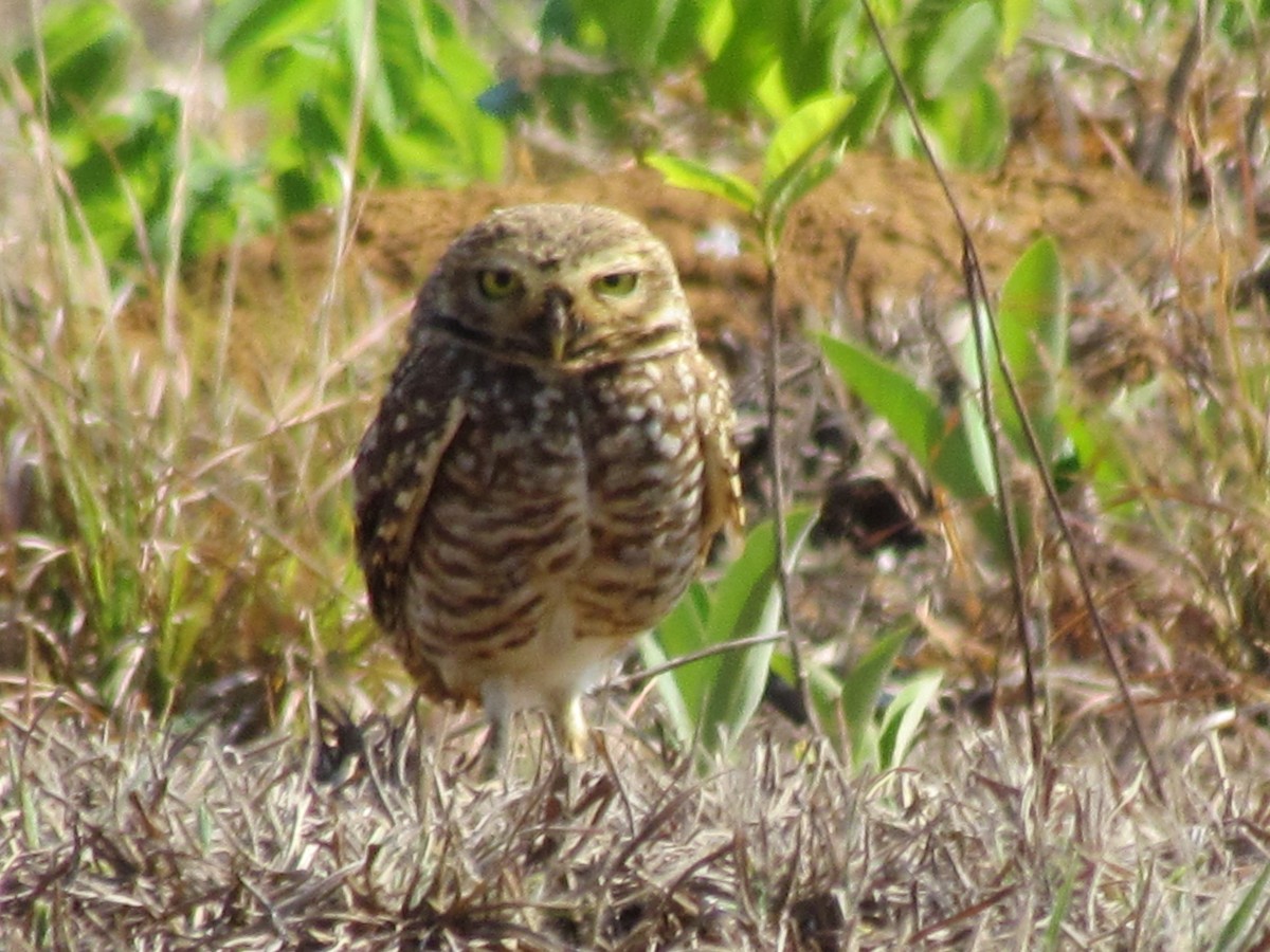 Burrowing Owl - ML213069131