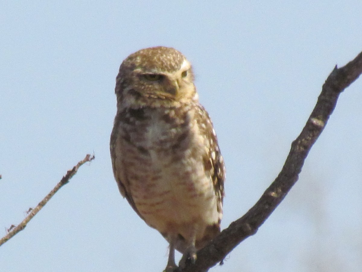 Burrowing Owl - ML213069141