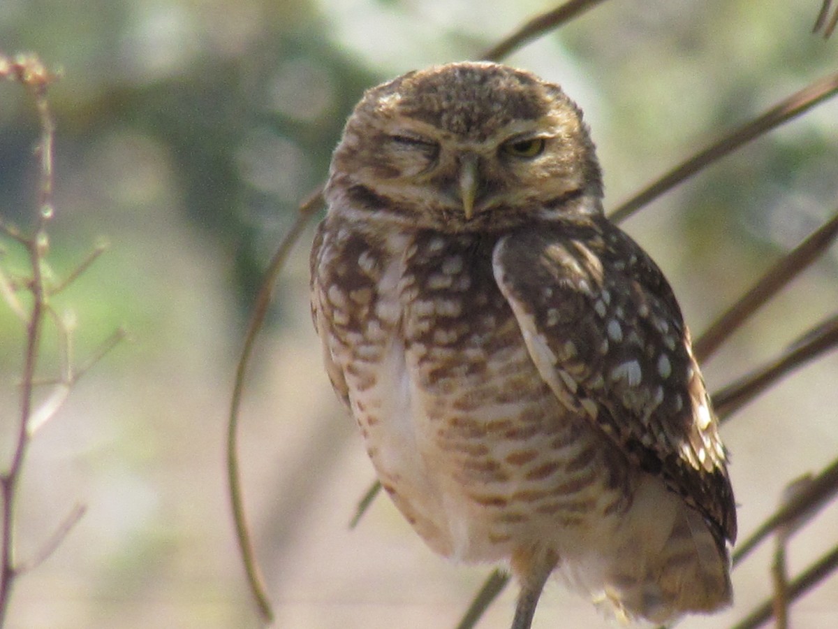 Burrowing Owl - ML213069151