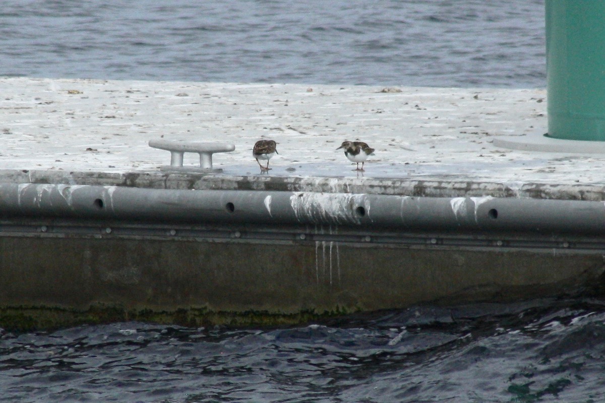 Ruddy Turnstone - ML213069601