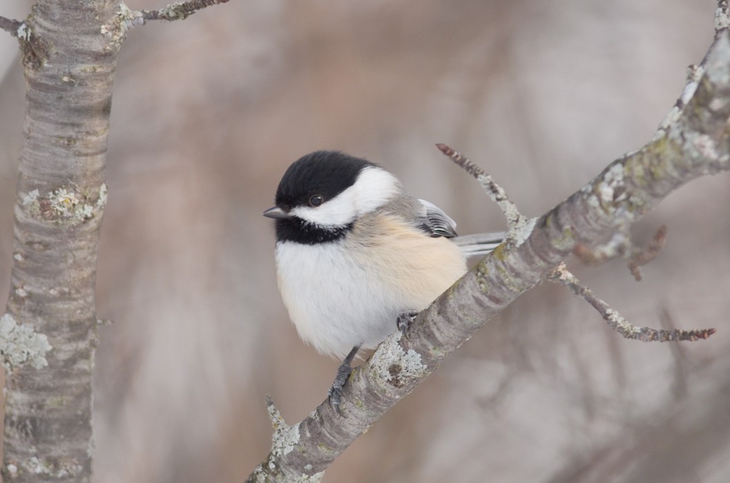 Black-capped Chickadee - ML213070071