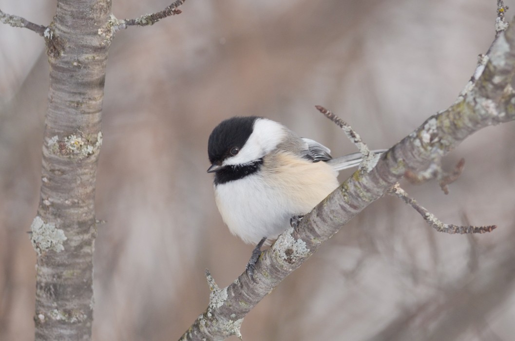 Black-capped Chickadee - ML213070081