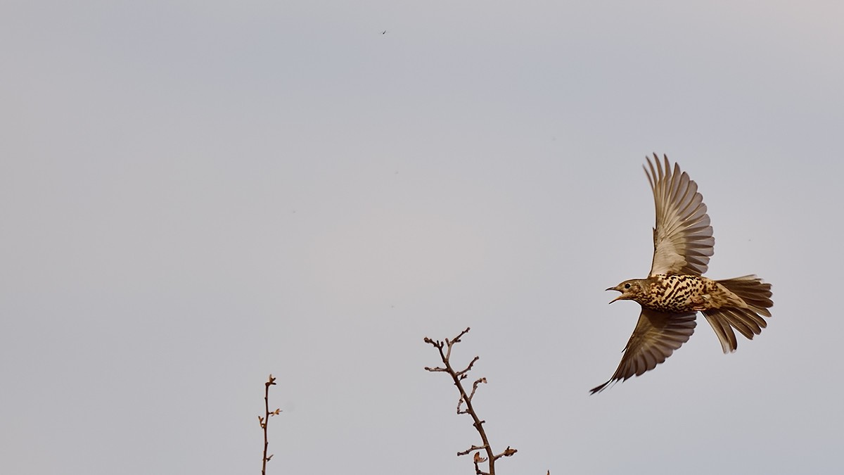 Mistle Thrush - ML21307161