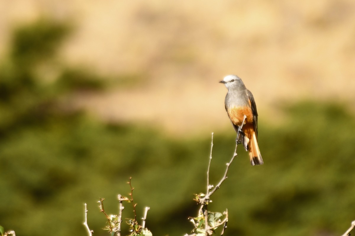 Red-rumped Bush-Tyrant - ML213072351