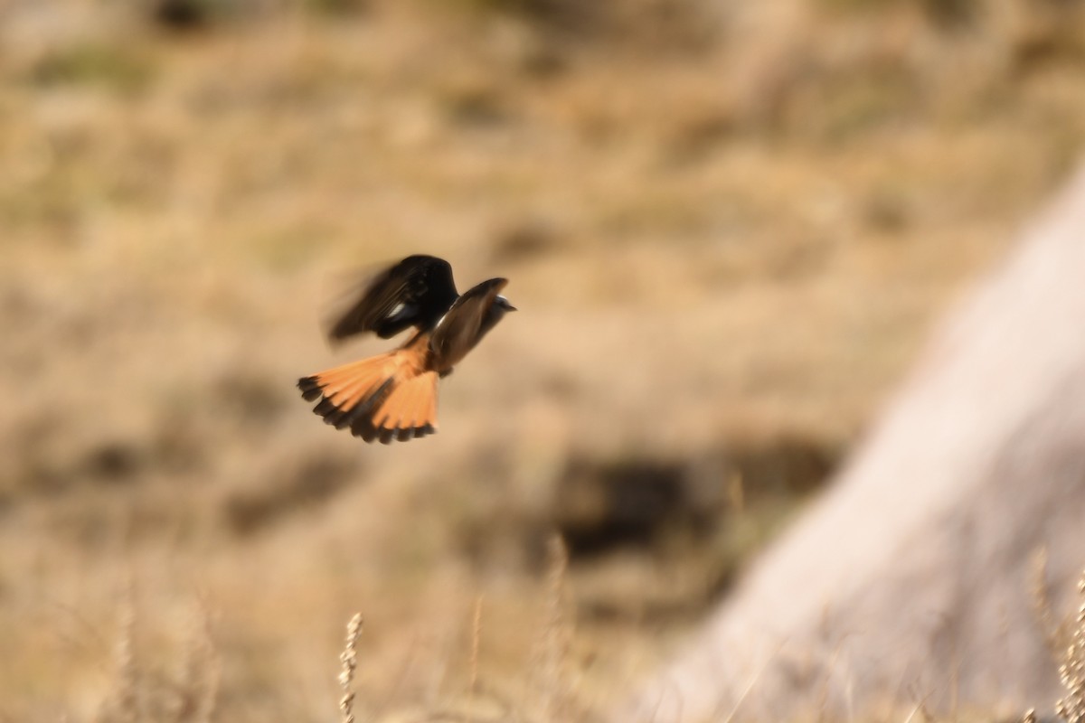 Red-rumped Bush-Tyrant - ML213072361