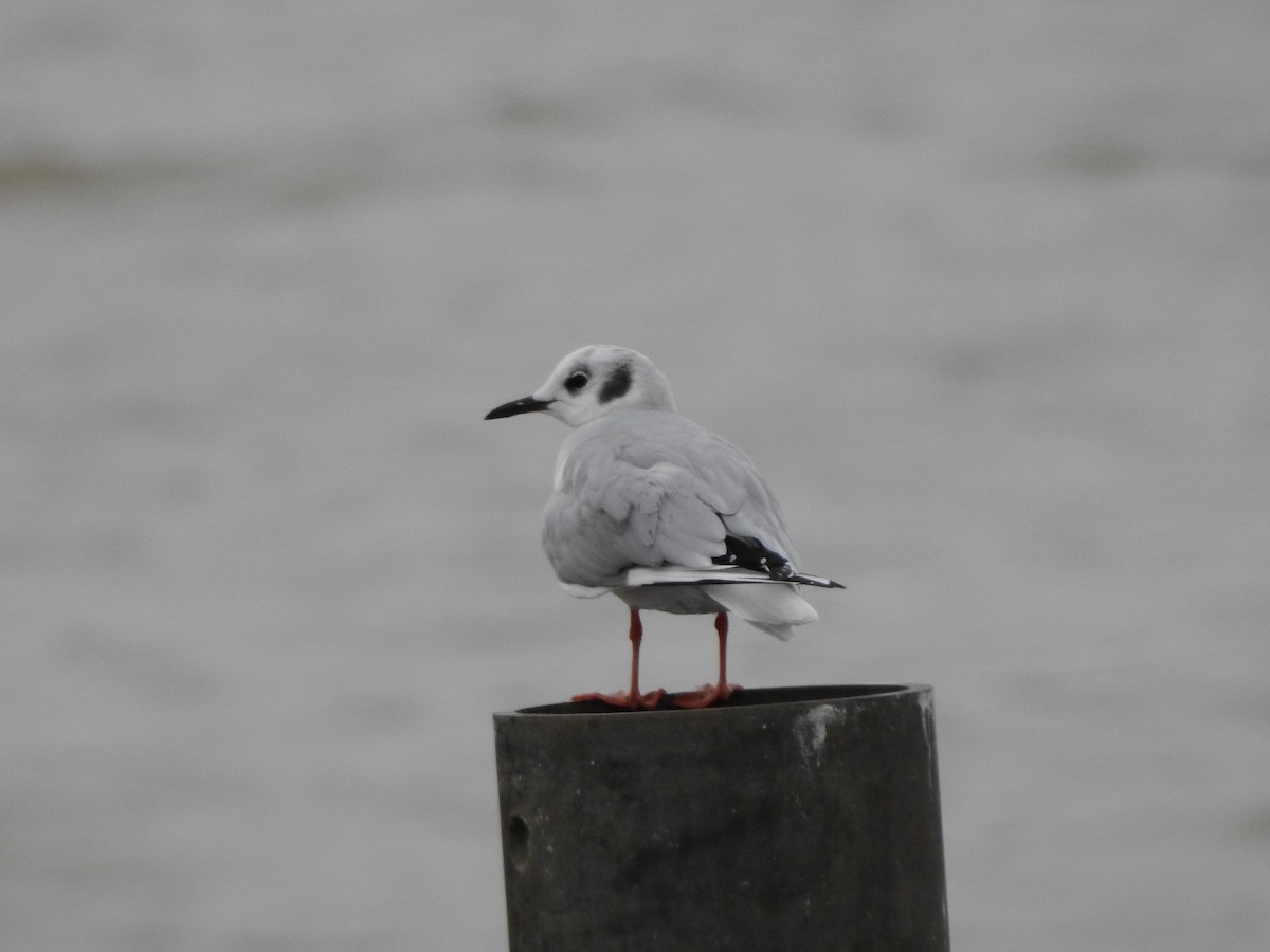 Bonaparte's Gull - ML213072991